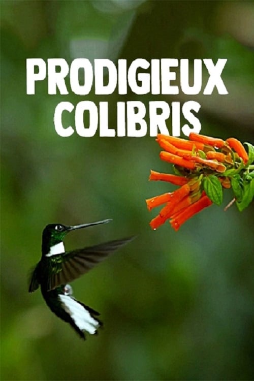 Постер Hummingbirds: Magic in the Air